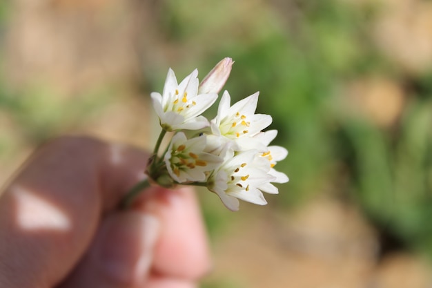 macro de fleur