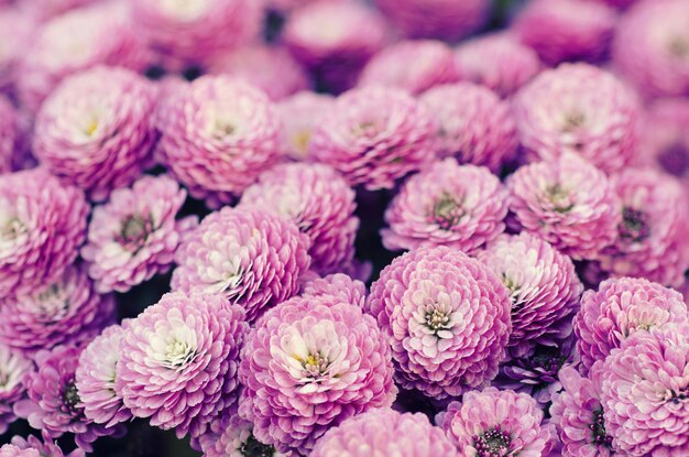 Macro fleurs de chrysanthème