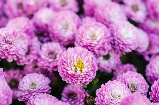 Macro fleurs de chrysanthème