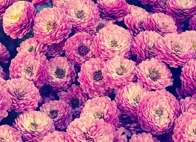 Macro fleurs de chrysanthème