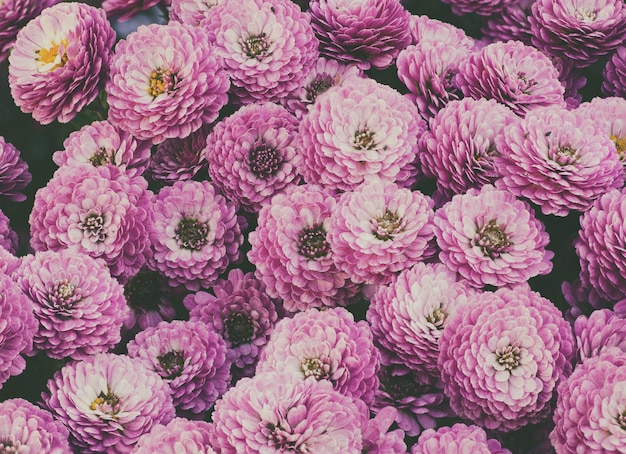 Macro fleurs de chrysanthème