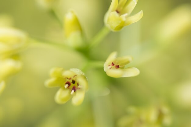 Macro de fleurs de fond