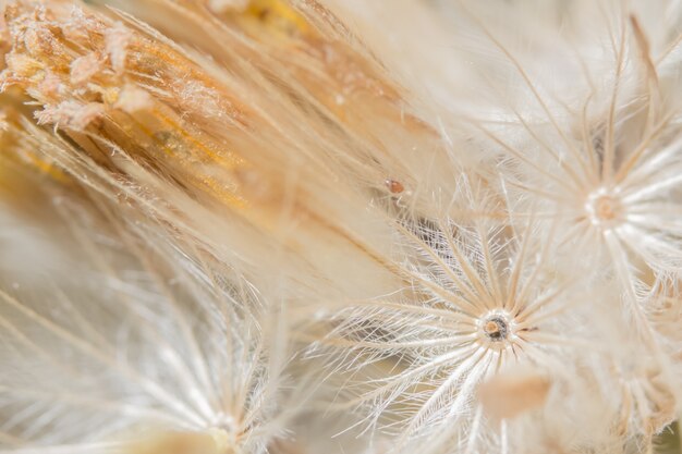 Macro de fleurs de fond