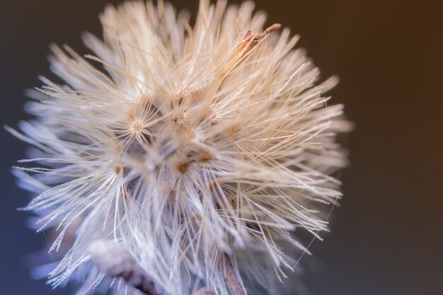 Macro de fleurs de fond