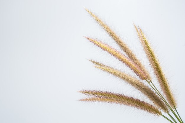 Macro de fleurs de fond