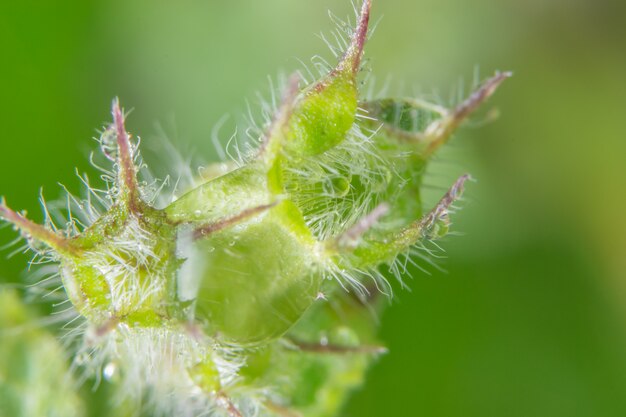 Macro de fleurs de fond