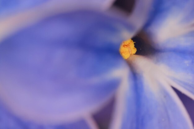 macro fleurs lilas printemps résumé arrière plan