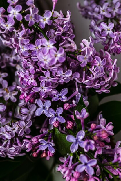 Macro de fleurs lilas