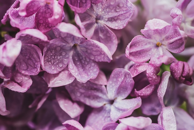 Macro de fleurs lilas