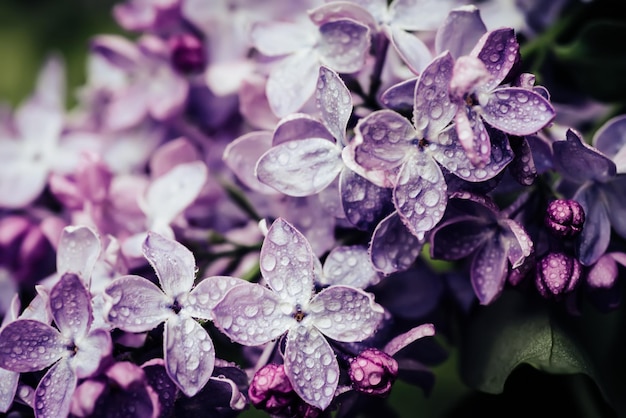 Macro de fleurs lilas