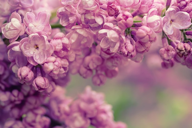 Macro de fleurs lilas