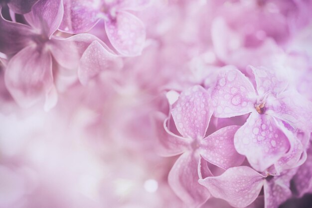 Macro de fleurs lilas