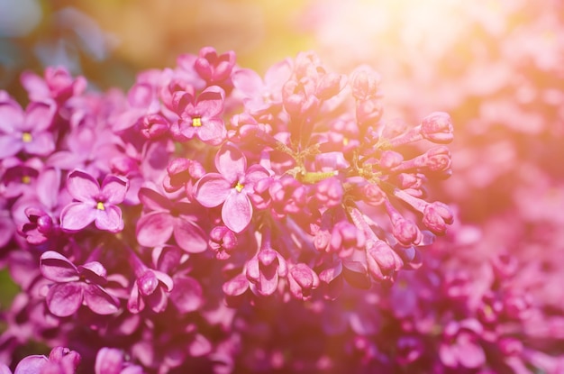 Macro de fleurs lilas