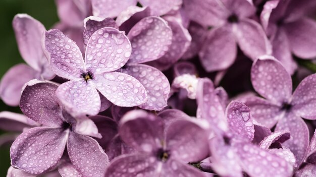 Macro de fleurs lilas