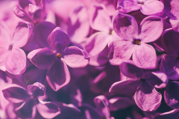 Macro de fleurs lilas