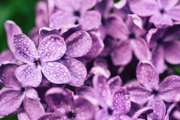 Photo macro de fleurs lilas