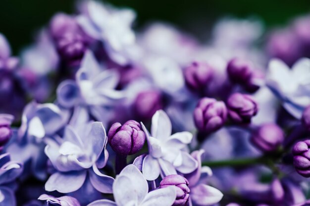 Macro de fleurs lilas