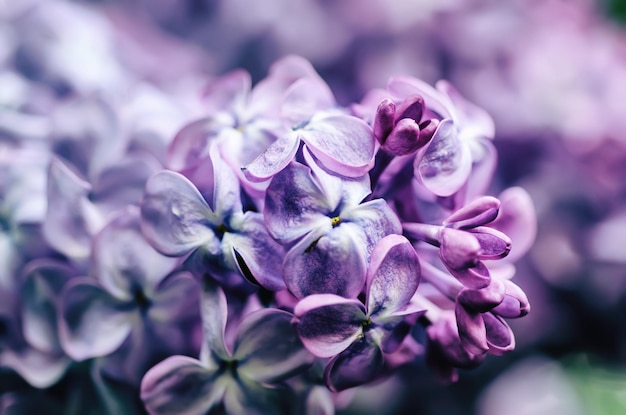 Macro de fleurs lilas