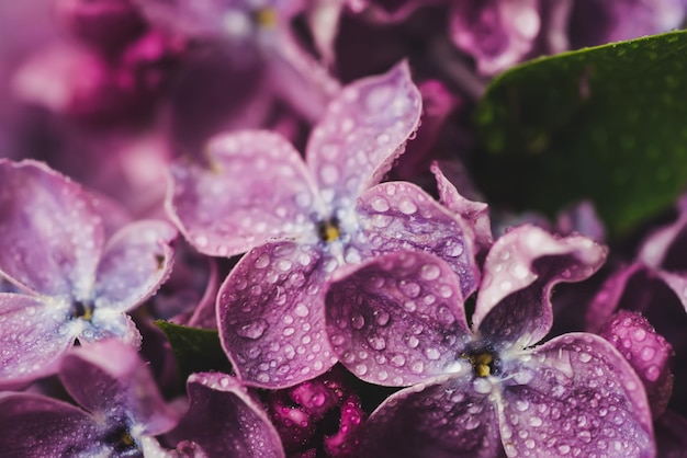 Macro de fleurs lilas