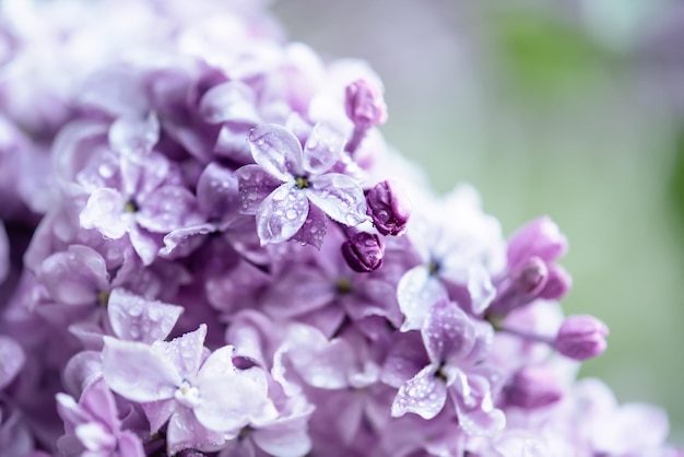 Macro de fleurs lilas