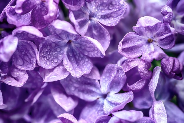 Macro de fleurs lilas