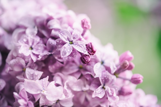 Macro de fleurs lilas