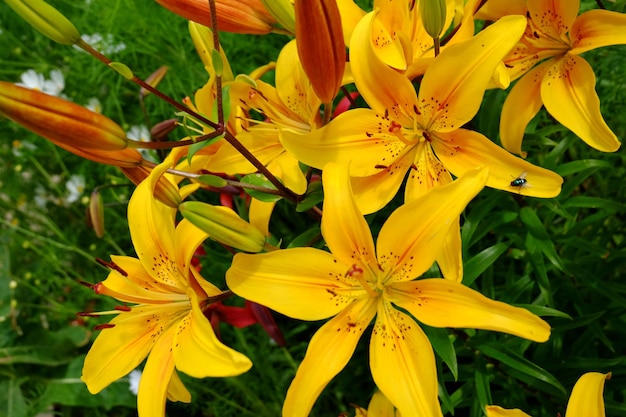 Macro de fleurs de lys jaune en fleurs