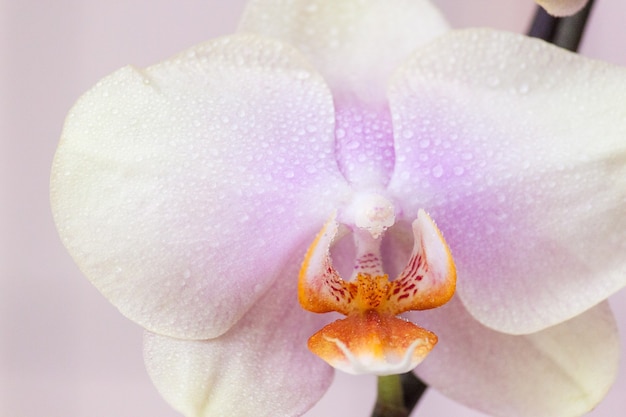 Macro de fleurs d'orchidées avec des gouttes d'eau