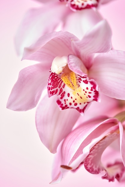 Macro de fleurs d'orchidées roses avec un motif présenté