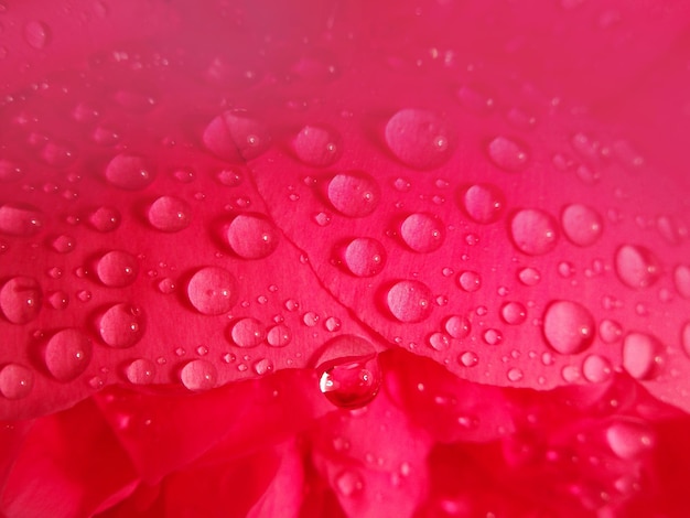 Macro de fleurs de pivoine fraîche Gros plan de fleurs