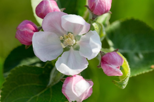 Macro de fleurs de pommier dans la nature