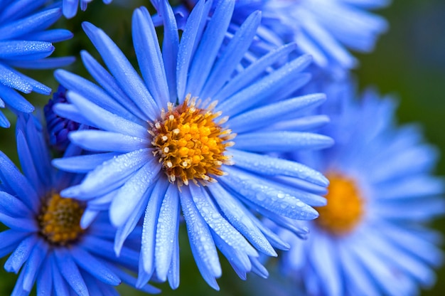 Macro de fleurs printanières bleues avec gouttes de rosée du matin, gros plan