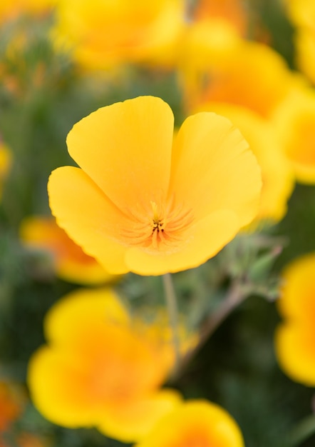 Photo macro de fleurs de printemps eschscholzia jaune fleur sur fond naturel