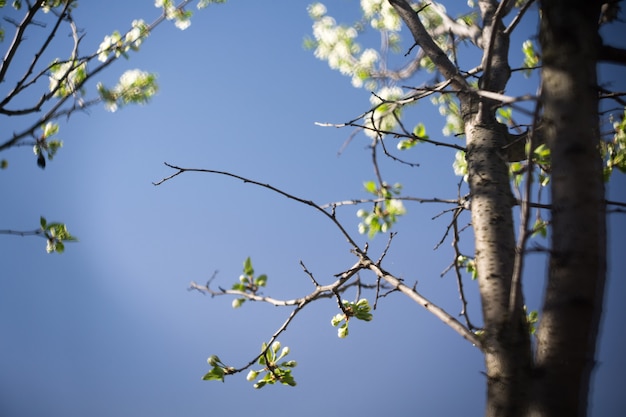 Macro de fleurs de printemps