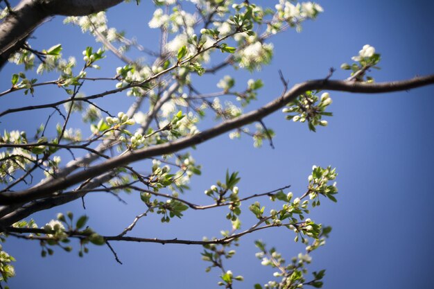 Macro de fleurs de printemps