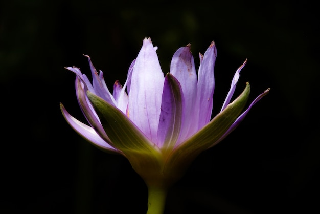 macro floraison lotus