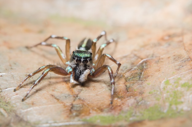 Macro fond araignée sur la plante