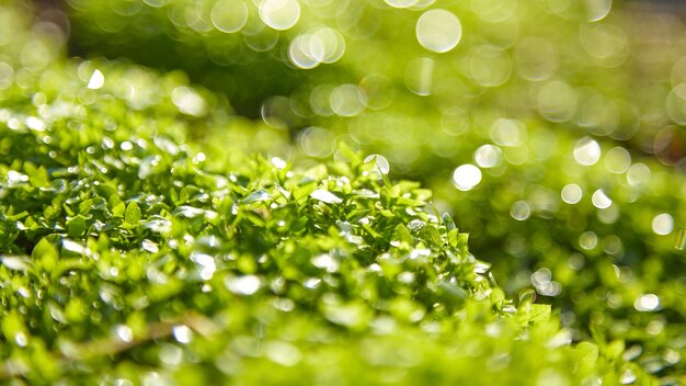 Macro de fond d'été herbe verte floue