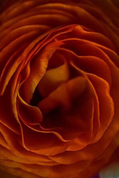 Macro de fond gros plan rose orange