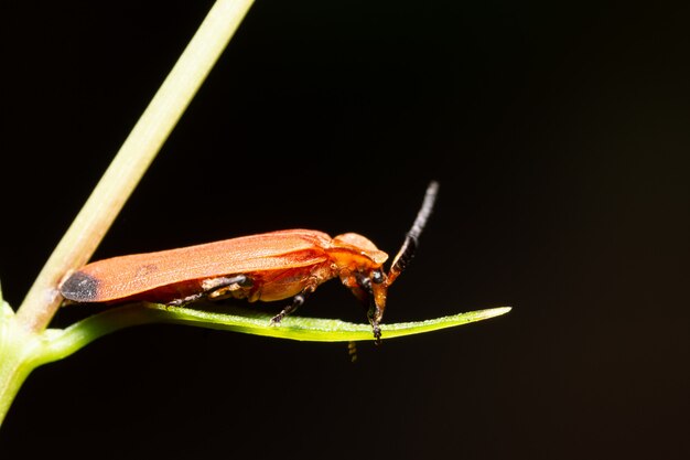 Macro fond insecte sur feuille