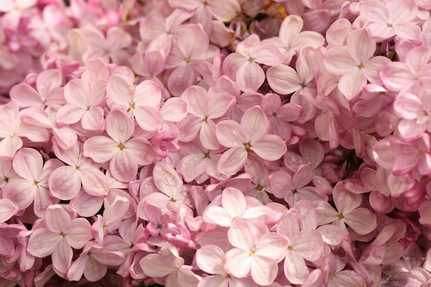 Macro de fond lilas floraison printanière