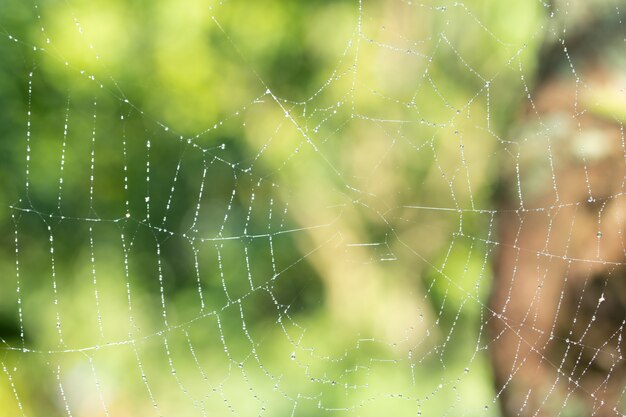 Macro fond tombe sur la toile d&#39;araignée