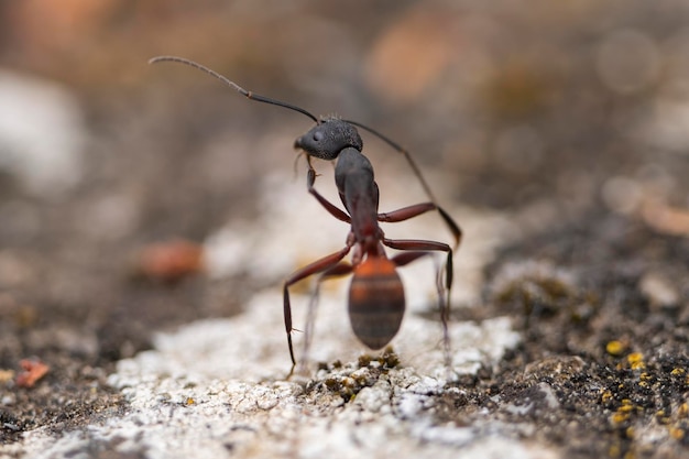 Macro d'une fourmi forestière géante Camponotus gigas genre Dinomyrmex sur fond naturel défocalisé