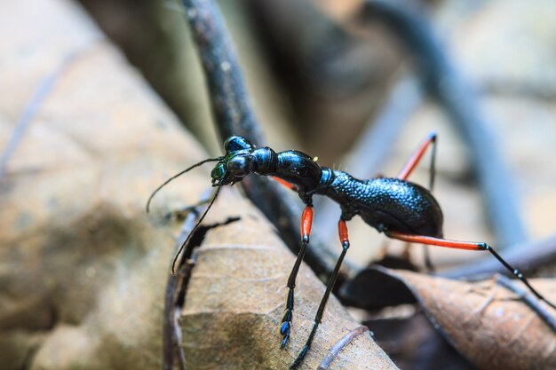 Macro de fourmi noire