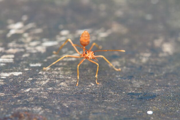 Macro de fourmi rouge