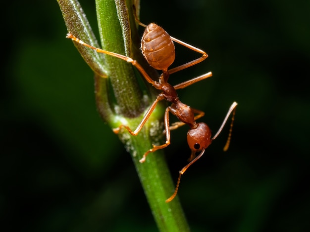 Macro fourmi rouge