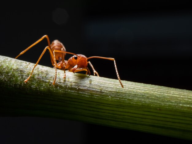 Macro fourmi rouge