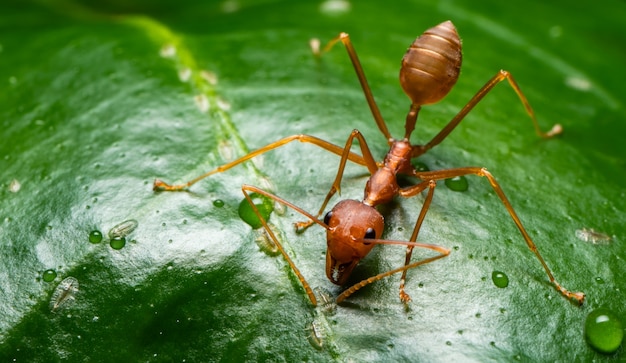 Macro fourmi rouge