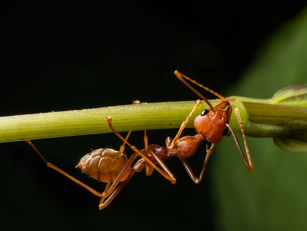 Macro fourmi rouge