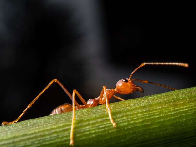 Macro fourmi rouge